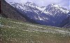 Prati fioriti , crochi e genziane nella valle dello Stubai
