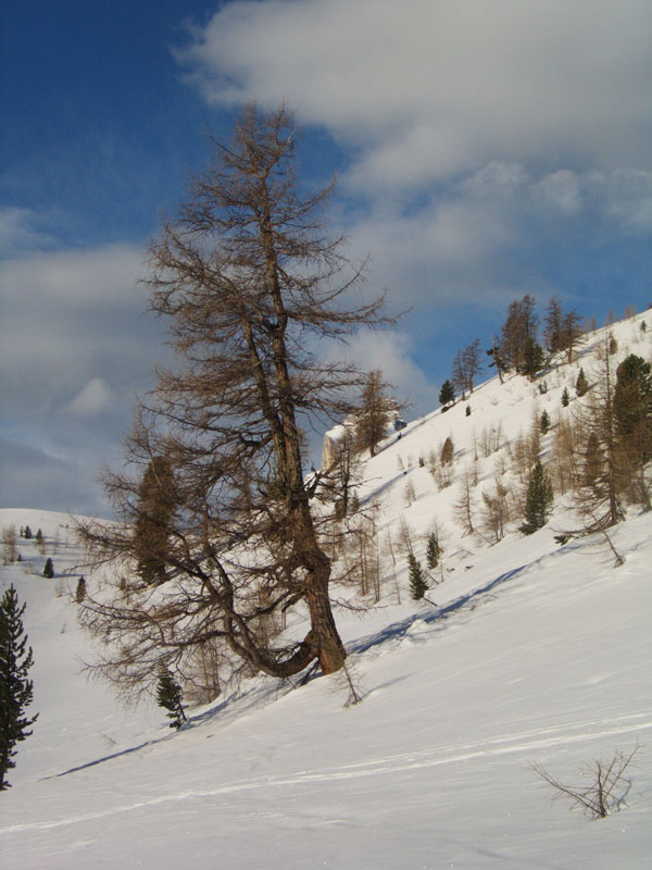 varella_0007